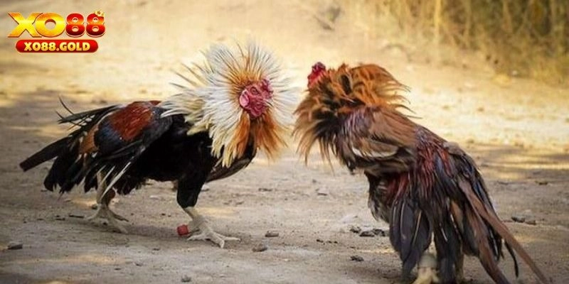 Khám phá các hình thức đá gà Campuchia phổ biến nhất