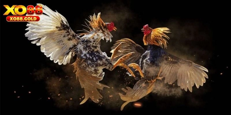 Đá gà C1 và thông tin tổng quan