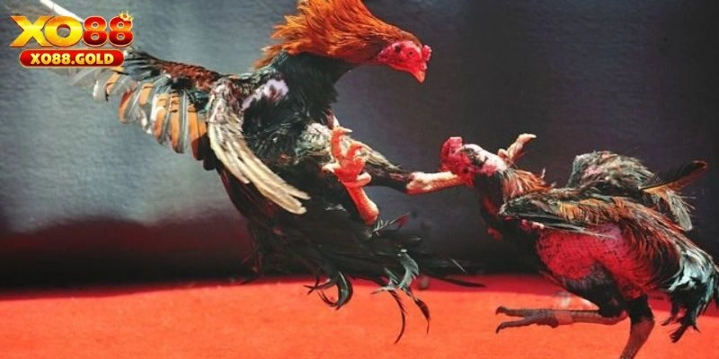 Đá Gà Campuchia – Sân Chơi Hấp Dẫn Dành Cho Hội Viên XO88