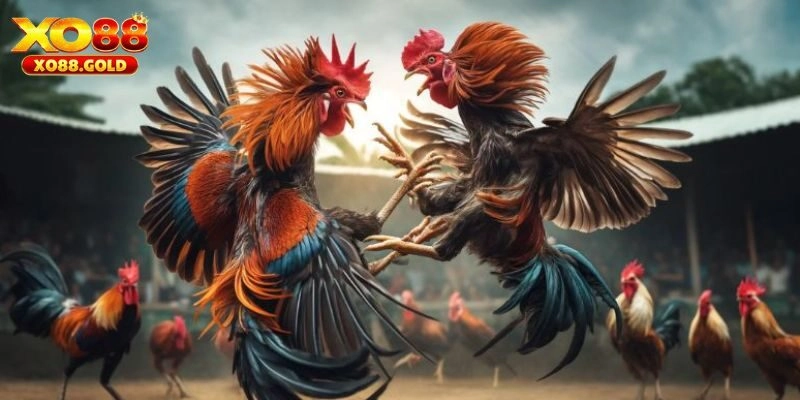 Điểm danh các kèo cá độ đá gà Campuchia tại XO88
