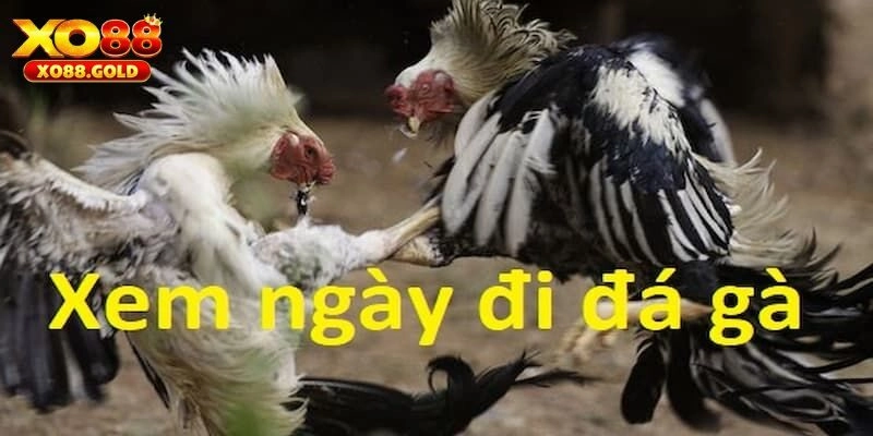 Hướng dẫn cách xem ngày đá gà chuẩn ai cũng nên biết